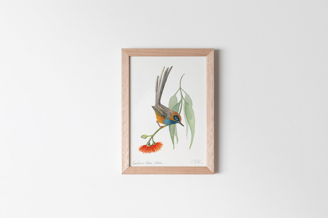 Emu Wren Fine Art Print