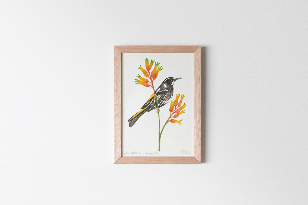 New Holland Honeyeater Fine Art Print