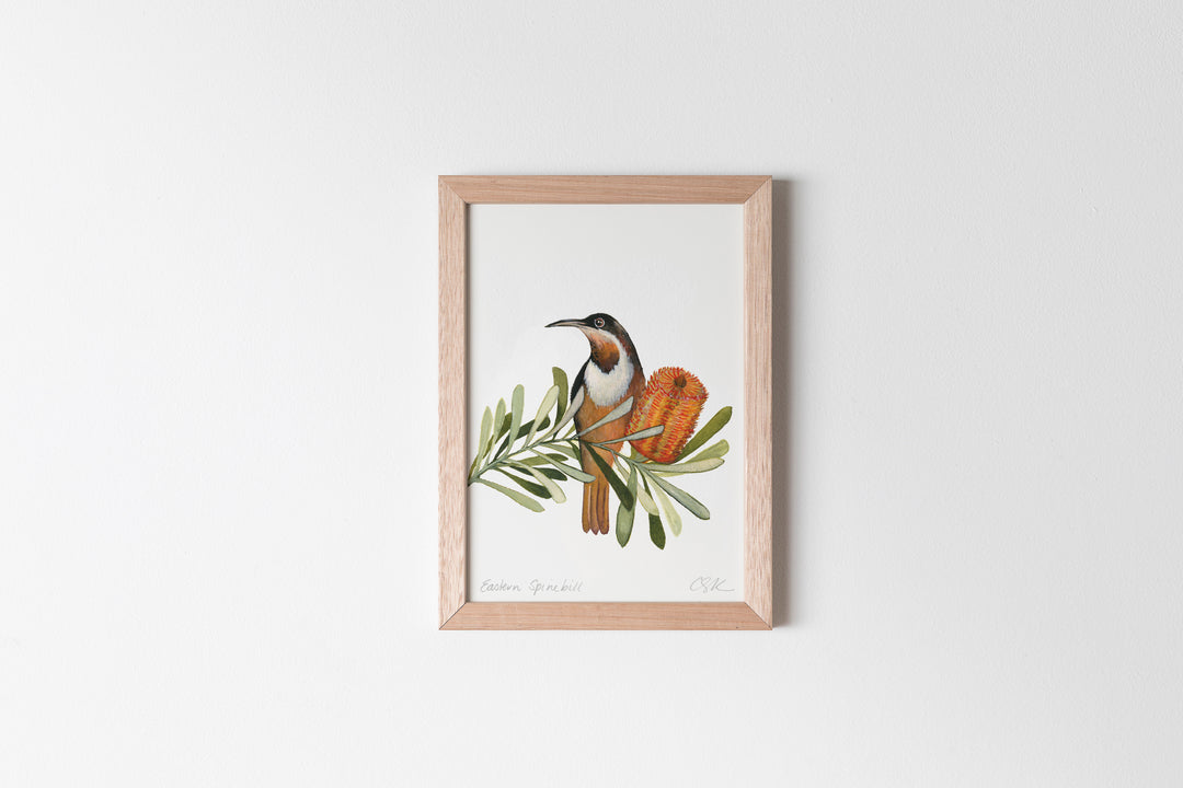 Eastern Spinebill Fine Art Print