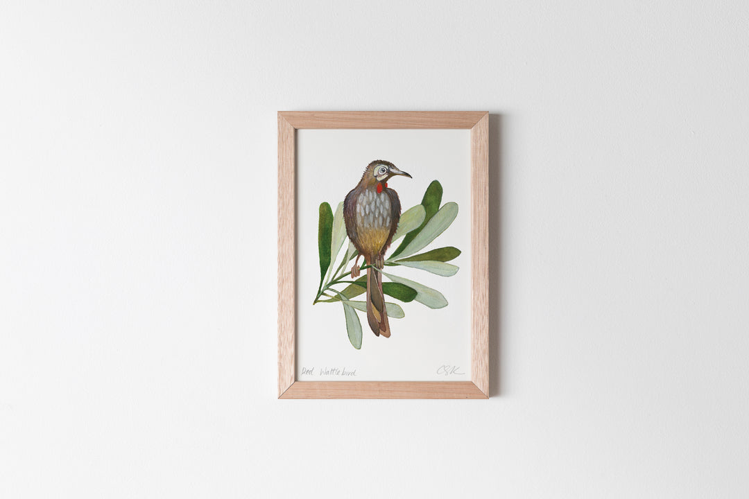 Red Wattlebird Fine Art Print