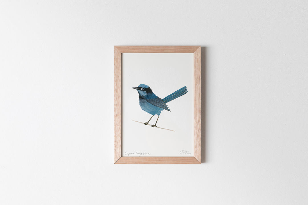 Superb Fairy Wren Fine Art Print