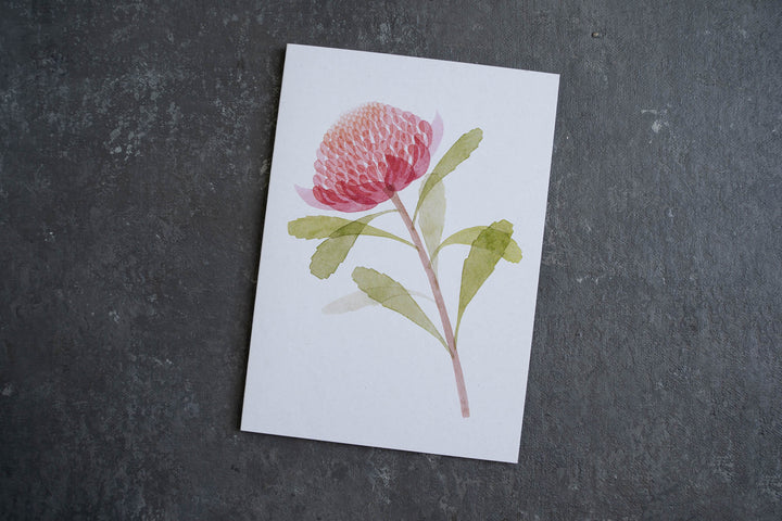 Blank card - Waratah