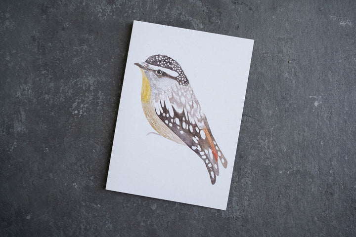 Blank card - Spotted Pardalote