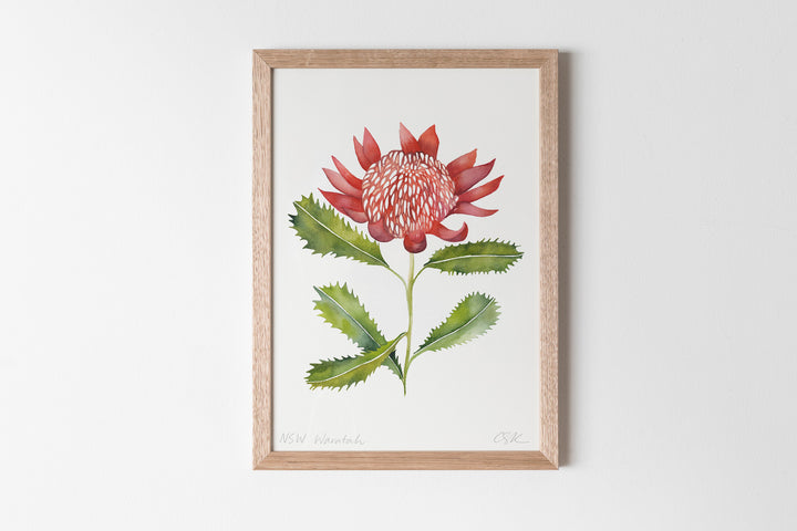 NSW Waratah Fine Art Print