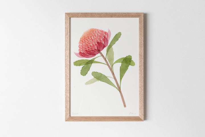 Waratah Fine Art Print