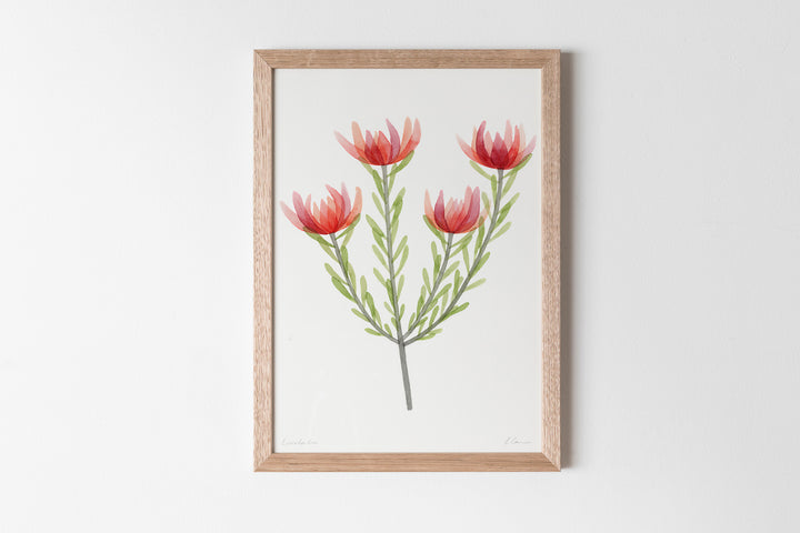Leucadendron Fine Art Print