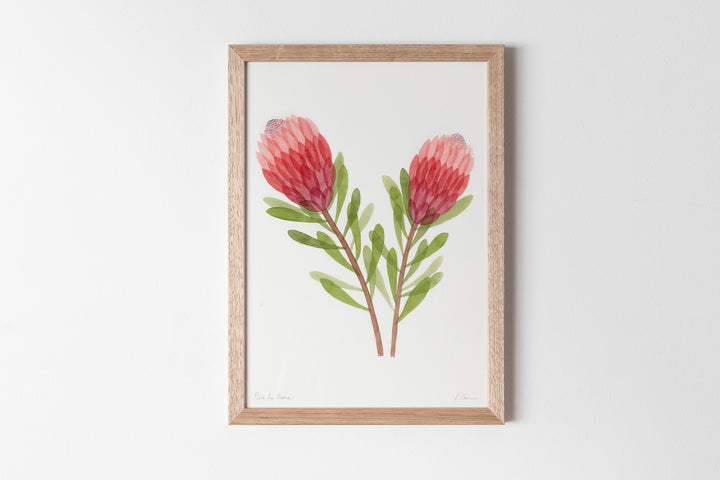 Pink Ice Protea Fine Art Print