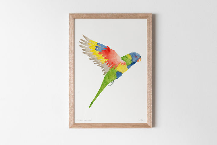 Rainbow Lorikeet Fine Art Print
