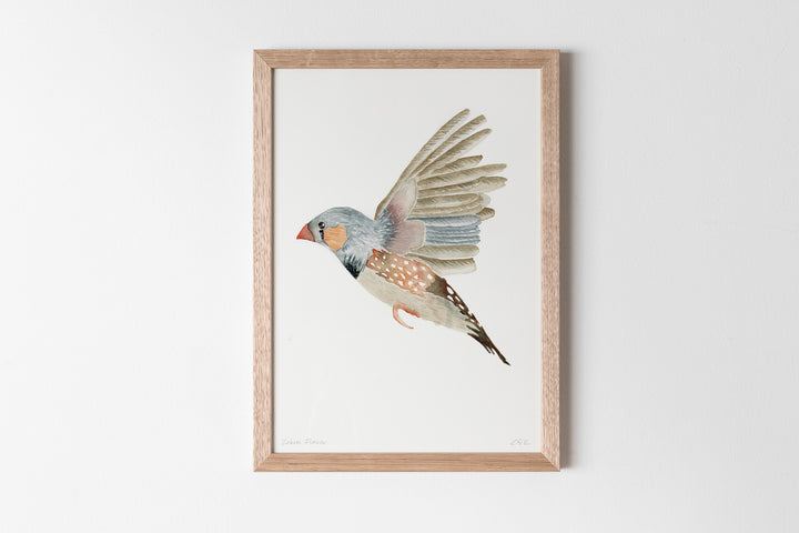 Zebra Finch Fine Art Print