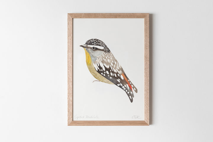Spotted Pardalote Fine Art Print