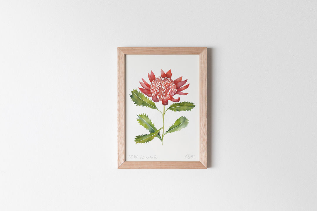 NSW Waratah Fine Art Print