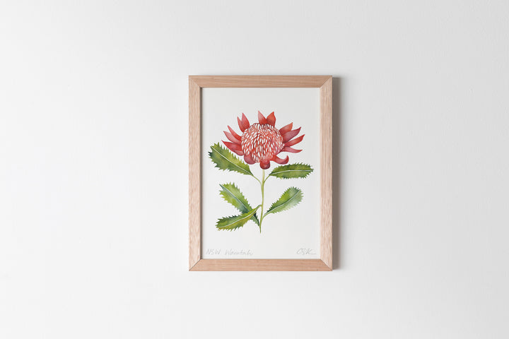 NSW Waratah Fine Art Print