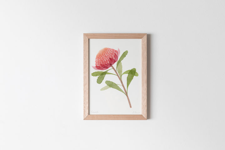 Waratah Fine Art Print