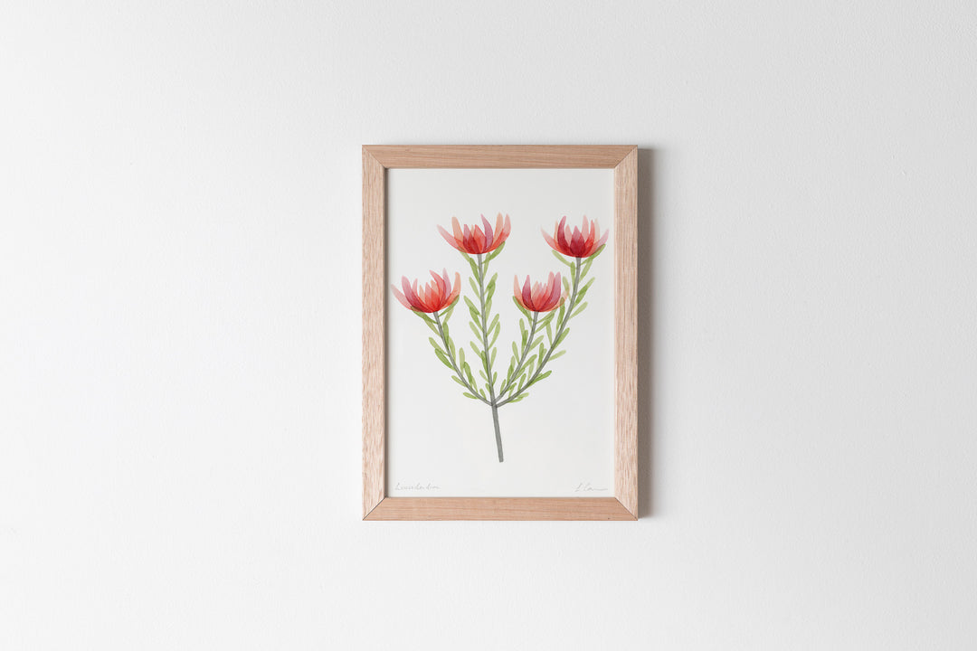 Leucadendron Fine Art Print
