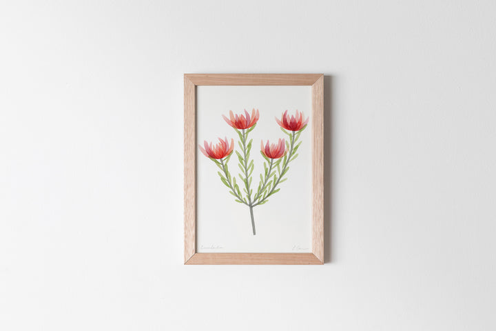 Leucadendron Fine Art Print