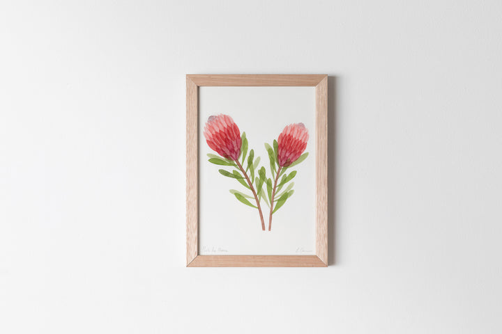 Pink Ice Protea Fine Art Print
