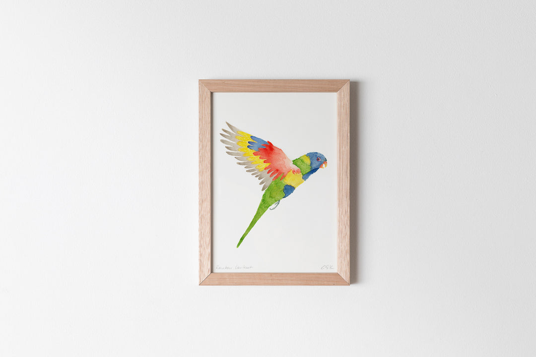 Rainbow Lorikeet Fine Art Print