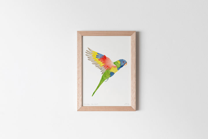 Rainbow Lorikeet Fine Art Print
