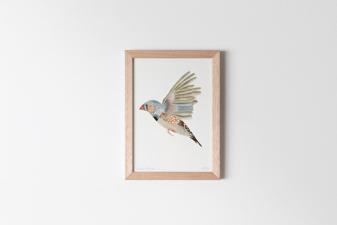 Zebra Finch Fine Art Print