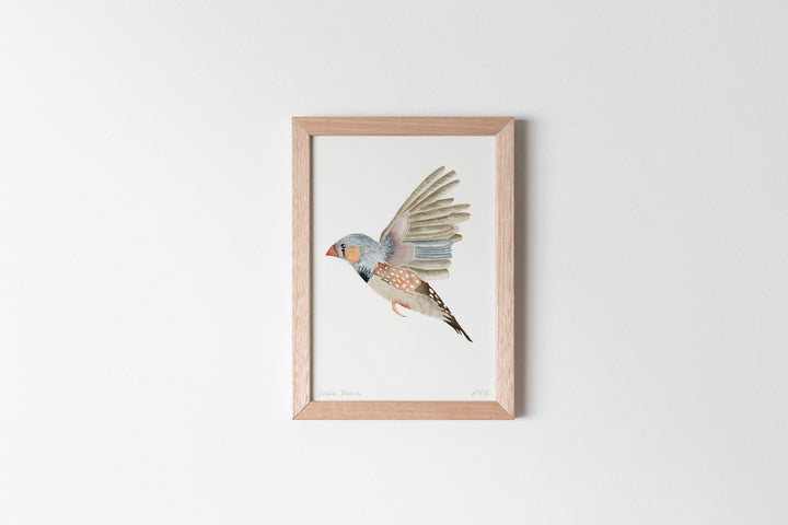 Zebra Finch Fine Art Print