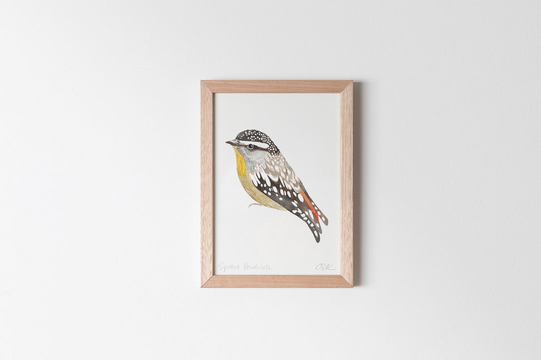 Spotted Pardalote Fine Art Print