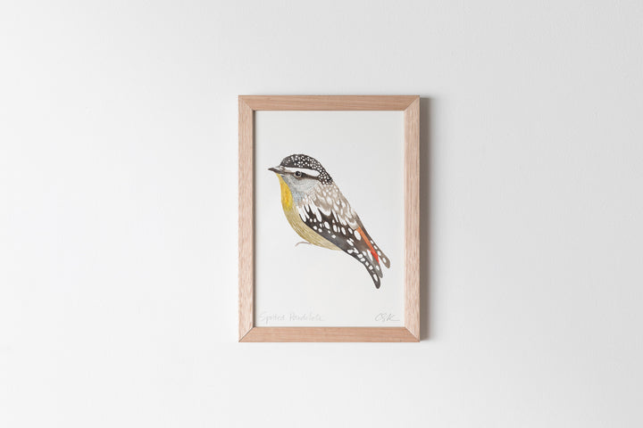 Spotted Pardalote Fine Art Print