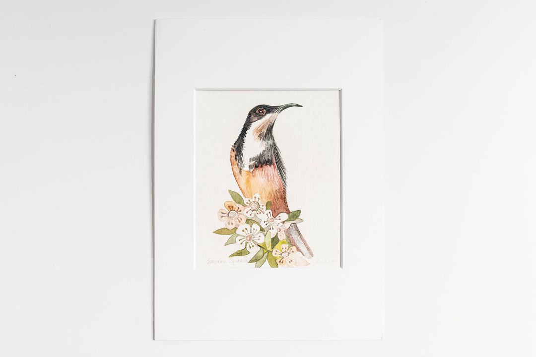 Eastern Spinebill - Original Artwork