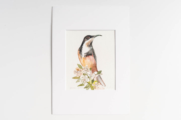 Eastern Spinebill - Original Artwork