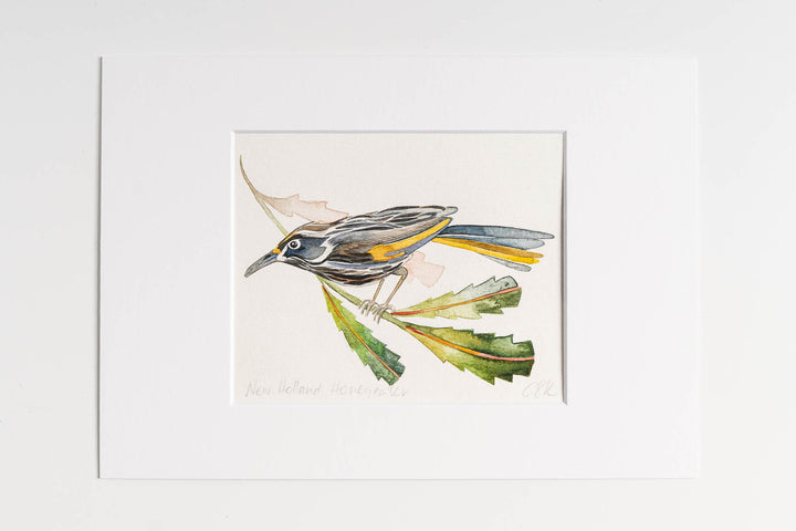 New Holland Honeyeater - Original Artwork