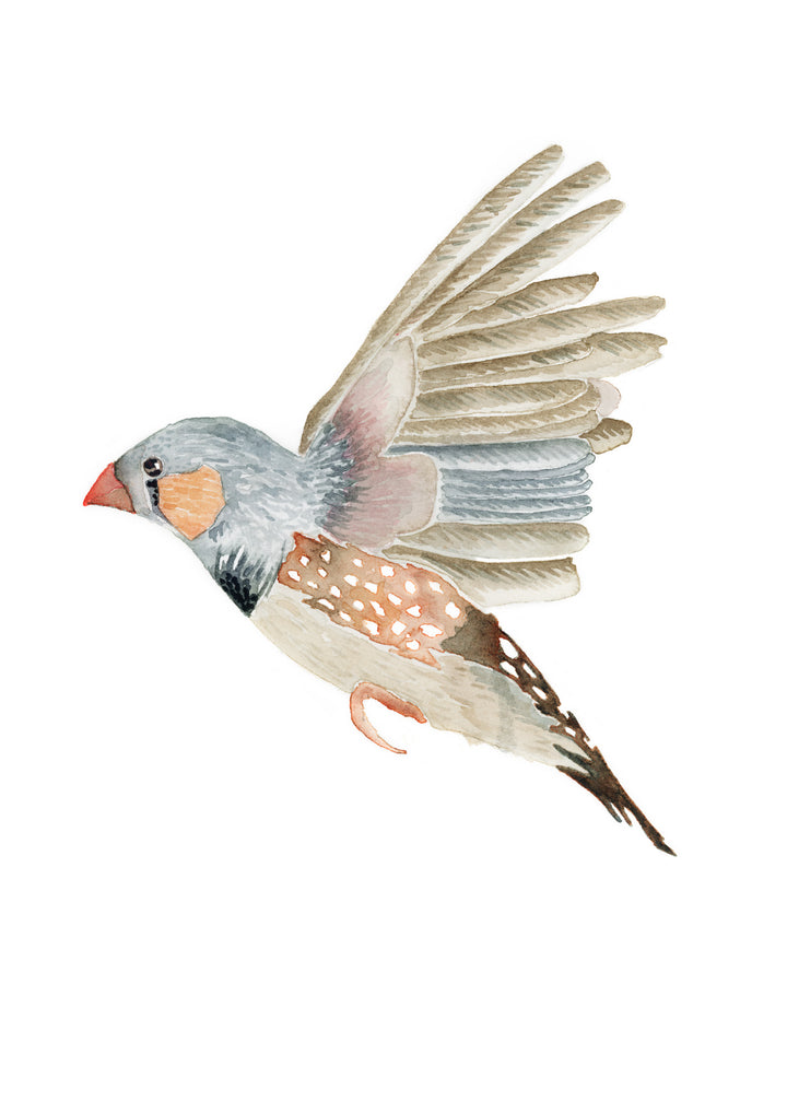 Zebra Finch Fine Art Print