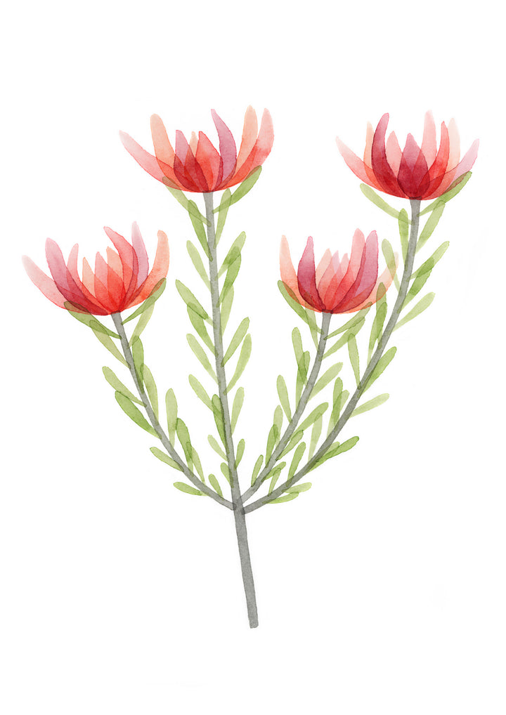 Leucadendron Fine Art Print