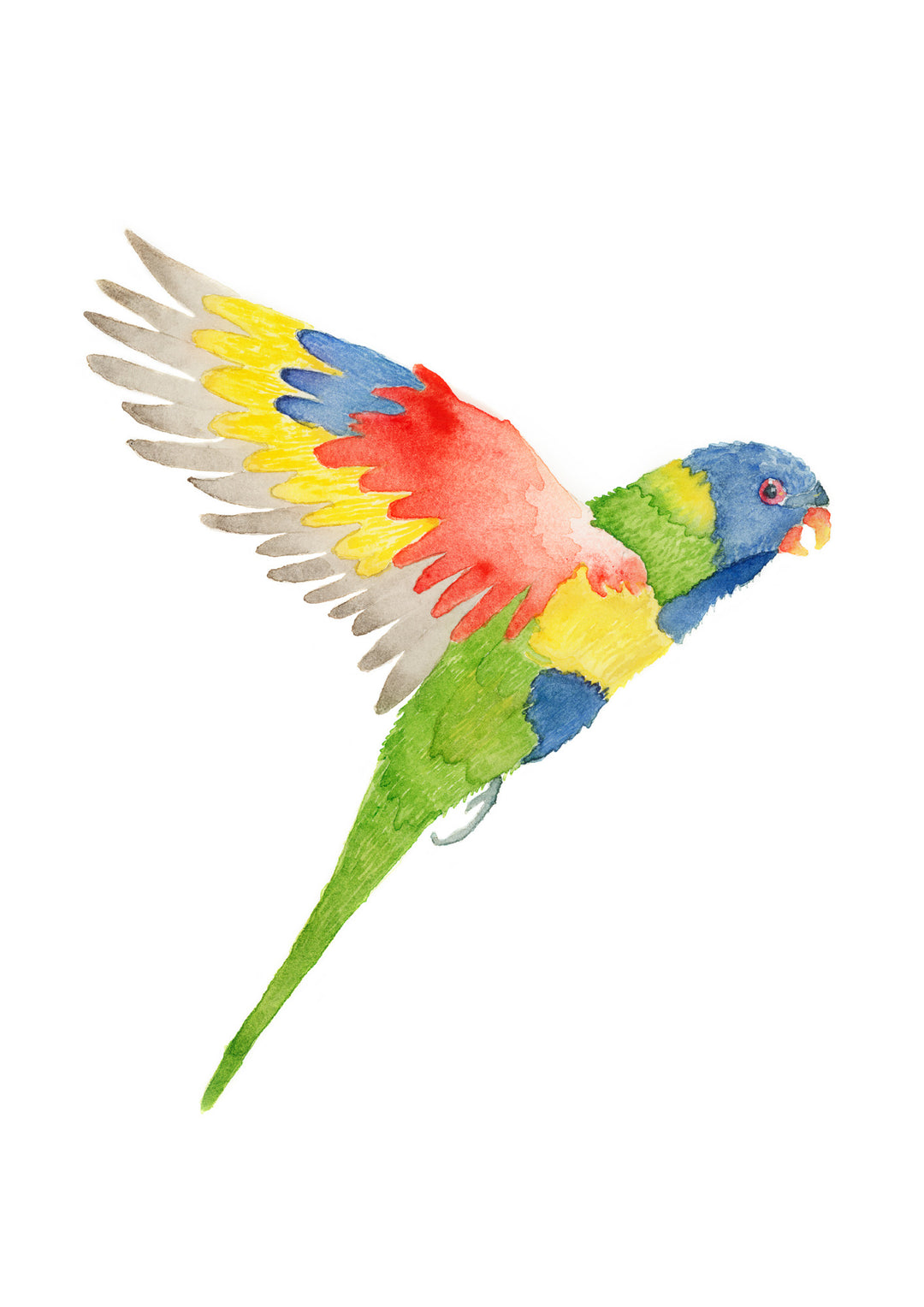 Rainbow Lorikeet Fine Art Print