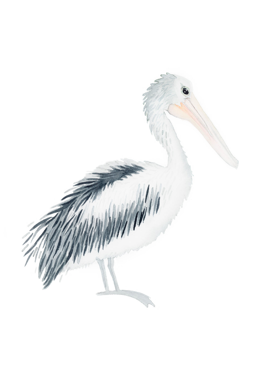 Pelican Fine Art Print