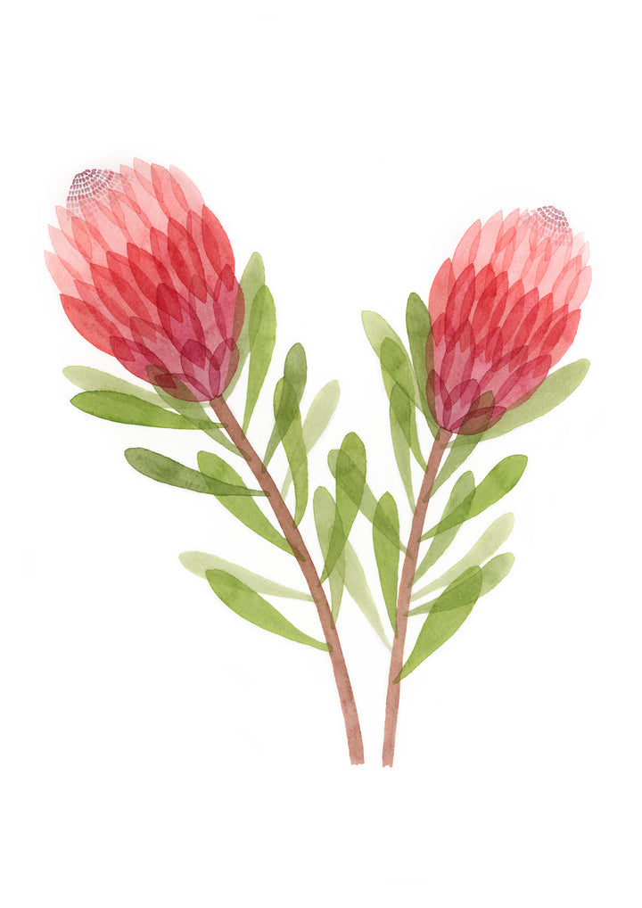 Pink Ice Protea Fine Art Print