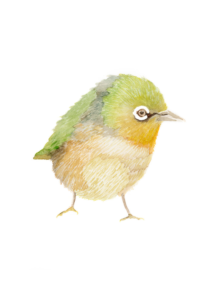 Silver-Eye Finch Fine Art Print