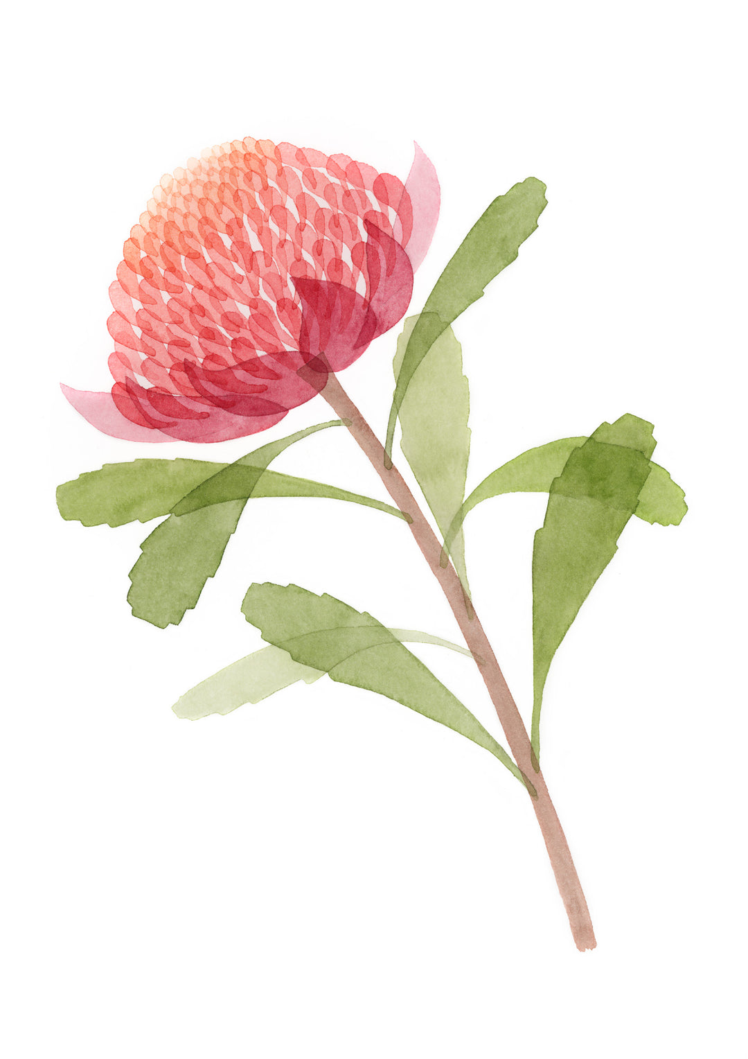 Waratah Fine Art Print