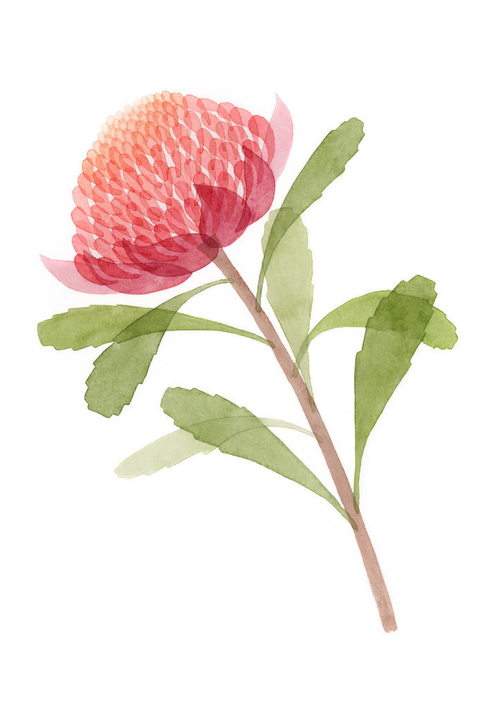 Waratah Fine Art Print
